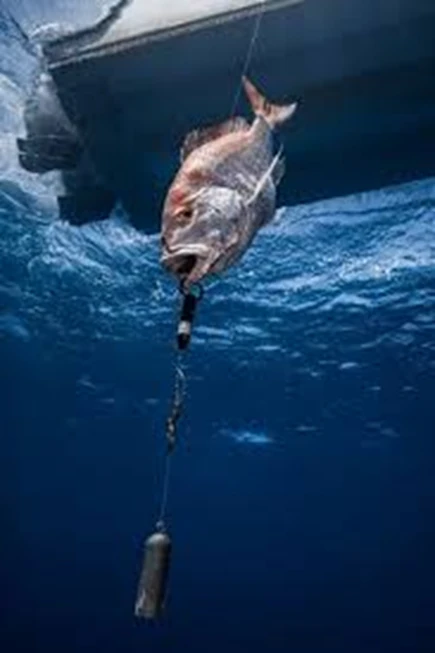 Un dispositif de descente de poisson à déclenchement selon la profondeur, qui sera testé lors du projet SOS'DEM (Source: www.seaqualizer.com)