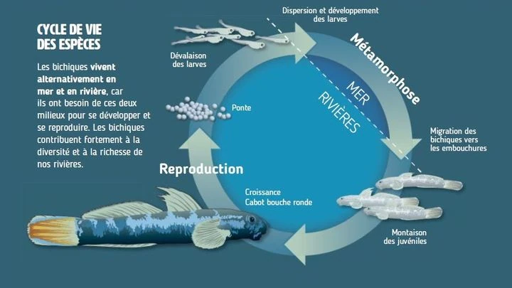 Schéma du cycle de vie des cabots bouche-ronde (source: K. Kreutzenberger et al, 2019/ DEAL Réunion)