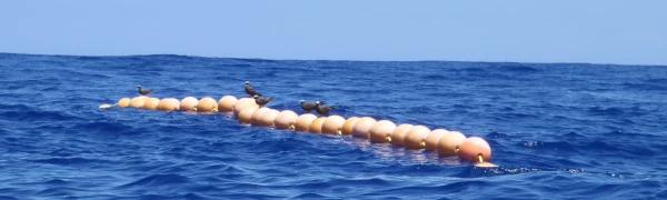 Oiseaux marins sur les flotteurs d'un DCP ancré à La Réunion (Photo: CRPMEM Réunion)