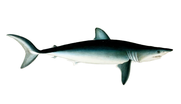 Requin mako (Dessin: A. Diringer, pour le CRPMEM Réunion)