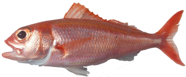 Vivaneau gros tete (source: Ifremer Réunion)