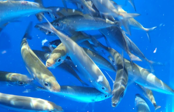 Bancloches dans un vivier pour la pêche au vif (Photo: CRPMEM Réunion)