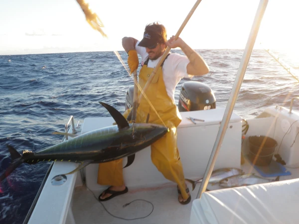 Un thon albacore remonté à bord par un pêcheur artisan réunionnais (Photo: CRPMEM Réunion, 2011)