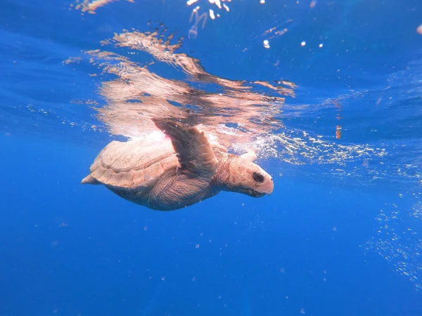 Tortue caouanne (Photo: S. Ciccione)