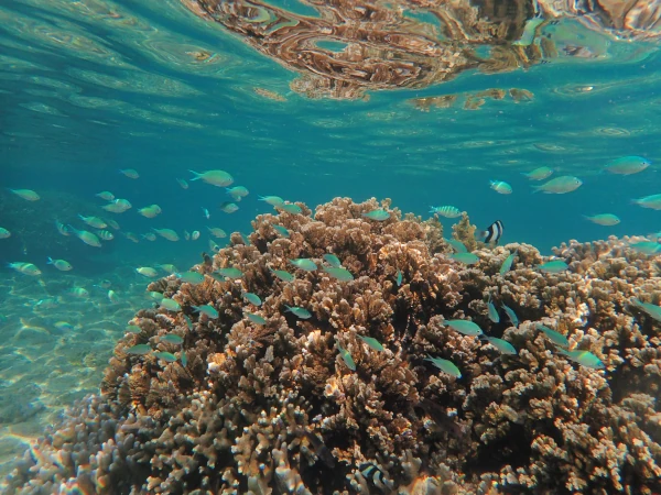 Coraux et juvéniles de poissons demoiselle dans le lagon de la Saline les Bains (Photo: P. Petitjean, GIP RNMR 2020)