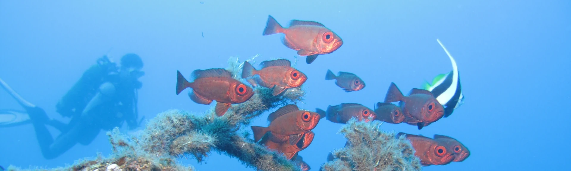 Récif artificiel du projet CORAIL Réunion (Photo: PARETO / CRPMEM Réunion, 2011)