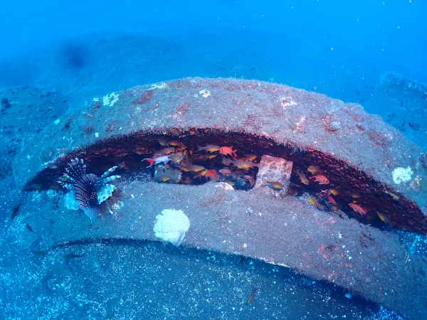 Récifs artificiels du projet CORAIL Réunion (Photo: PARETO / CRPMEM Réunion, 2010)