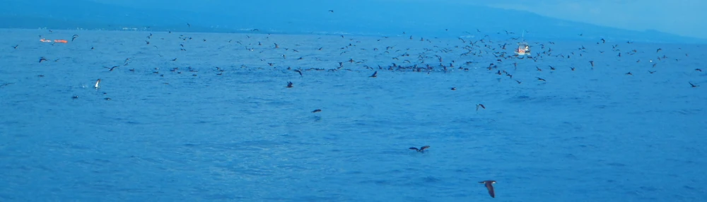 Banc d'oiseaux marins autour d'un DCP ancré (Photo: CRPMEM Réunion)