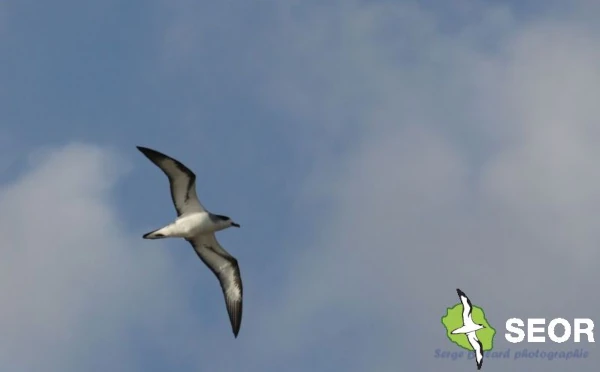 Petrel de barau (Photo: SEOR)