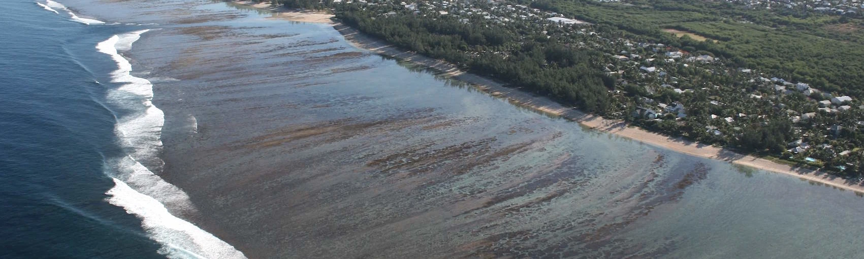 Le corail et les récifs coralliens