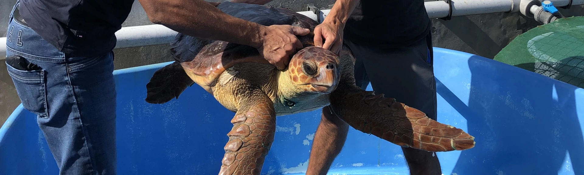 Une tortue caouanne manipulée par des pêcheurs dans le cadre d'une formation à Kelonia pour le projet SaveTurtleRUN (Photo: CRPMEM Réunion, 2025)