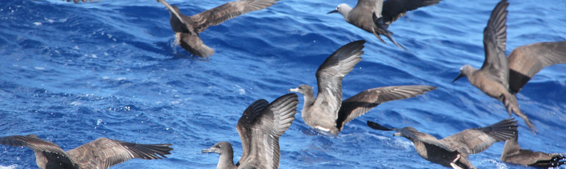 Les oiseaux marins