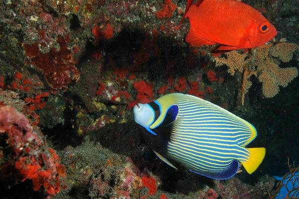 Poisson ange empereur et beauclair (Photo: B. Cauvin, GIP RNMR 2006)