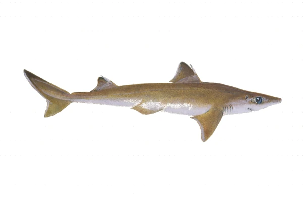 Requin zépine (Dessin: A. Diringer, pour le CRPMEM Réunion)