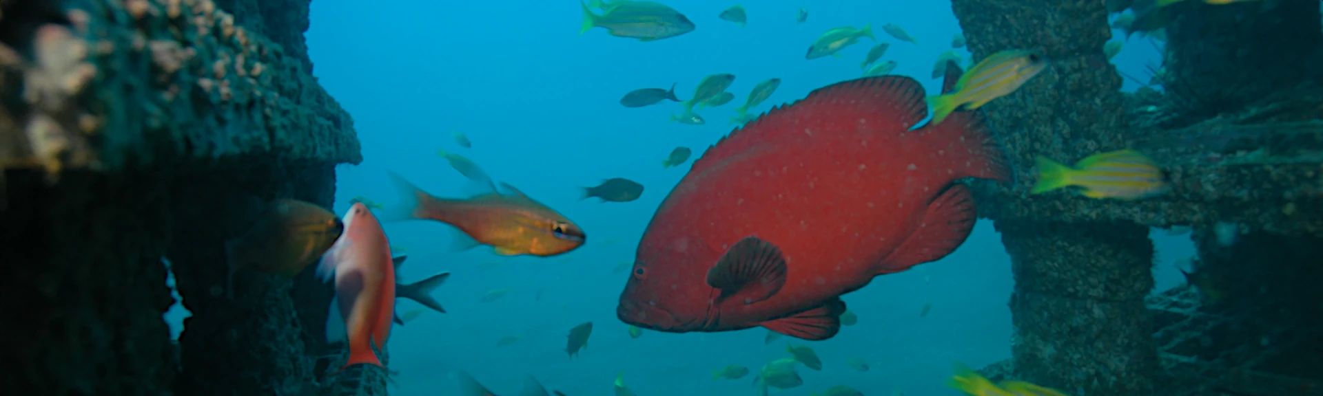 Récif artificiel du projet CORAIL Réunion (Photo: M. Pinault, PARETO / CRPMEM Réunion)