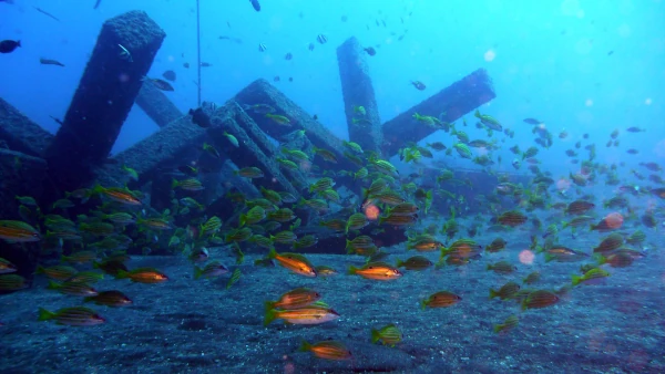 Récifs artificiels du projet CORAIL Réunion (Photo: PARETO / CRPMEM Réunion, 2009)