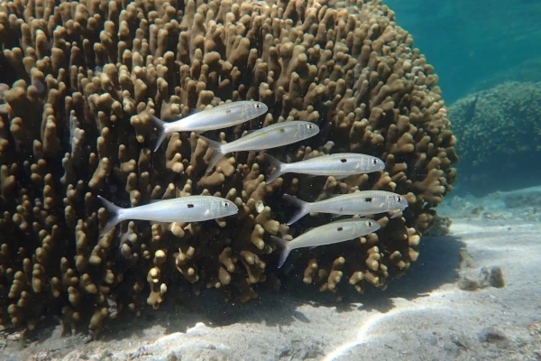 Capucins carême dans le lagon de l'Hermitage (Photo: B. Cauvin, GIP RNMR 2024)