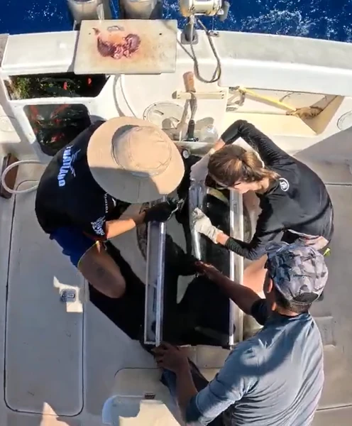 Opération de marquage acoustique interne sur un thon albacore (Photo: CRPMEM Réunion, projet AFICHÉ 2026)