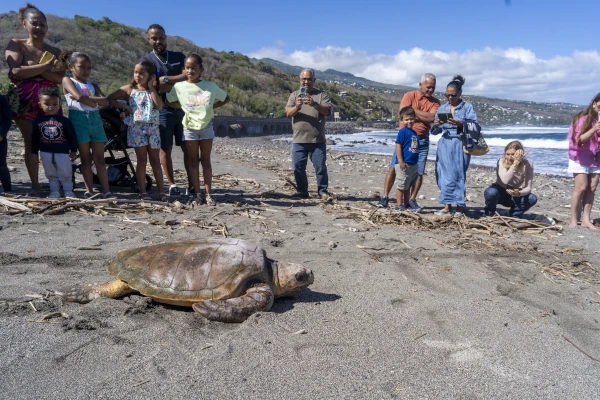Une tortue caouanne retrouve la mer à Saint-Leu (Photo: CRPMEM Réunion, projet SaveTurtleRUN 2025)