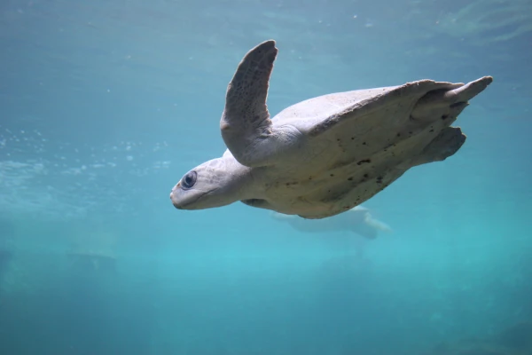 Tortue olivatre (Photo: S. Ciccione)