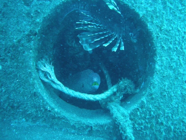 Murène dans un récif artificiel du projet CORAIL Réunion (Photo: PARETO / CRPMEM Réunion, 2009)
