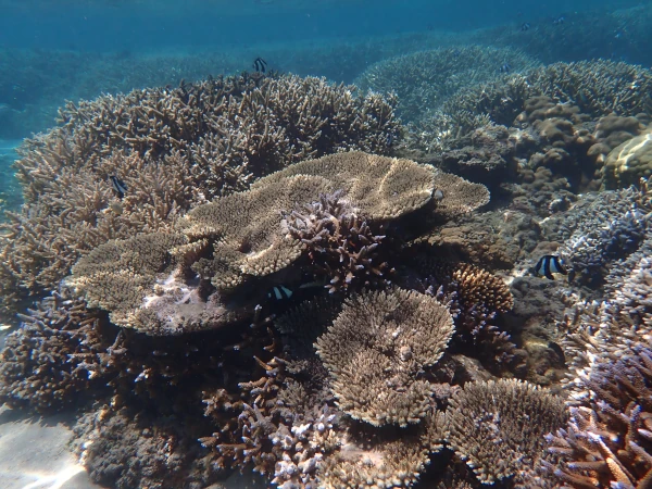 Coraux tabulaires dans le lagon de Saint Leu (photo: B. Cauvin, GIP RNMR 2023)
