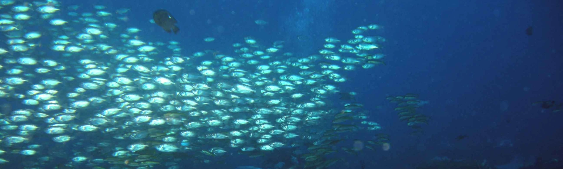 Autour d&amp;#039;un récif artificiel du projet CORAIL Réunion (Photo: PARETO / CRPMEM Réunion, 2009)