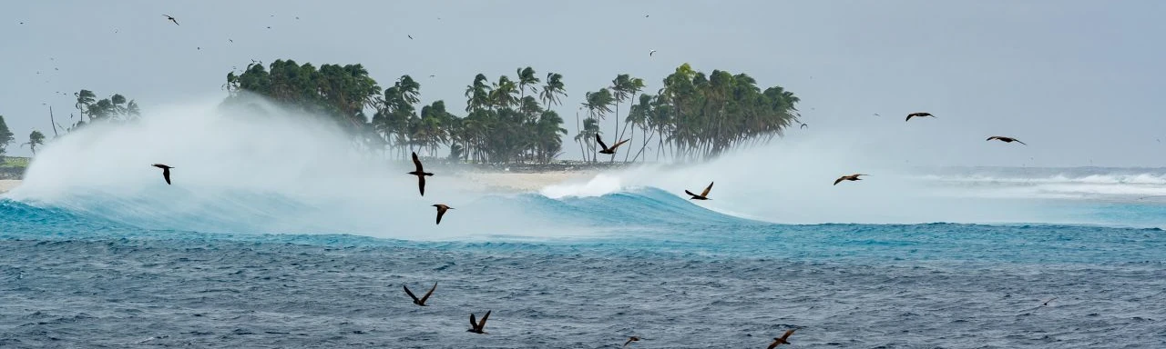 Les espèces tropicales