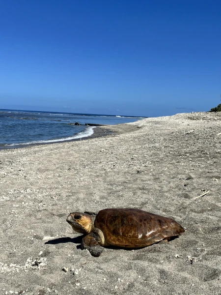 Une tortue caouanne relâchée par Kelonia (Photo: CRPMEM Réunion, projet ACTIVE 2026)