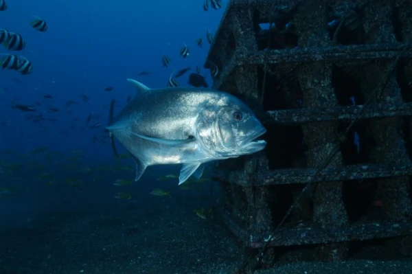 Carangue gros-tête autour d'un récif artificiel du projet CORAIL Réunion (Photo: PARETO / CRPMEM Réunion)
