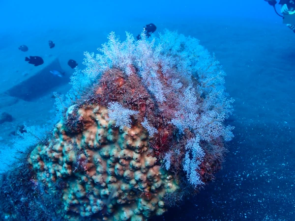 Colonisation corallienne de récifs artificiels du projet CORAIL Réunion (Photo: PARETO / CRPMEM Réunion, 2010)