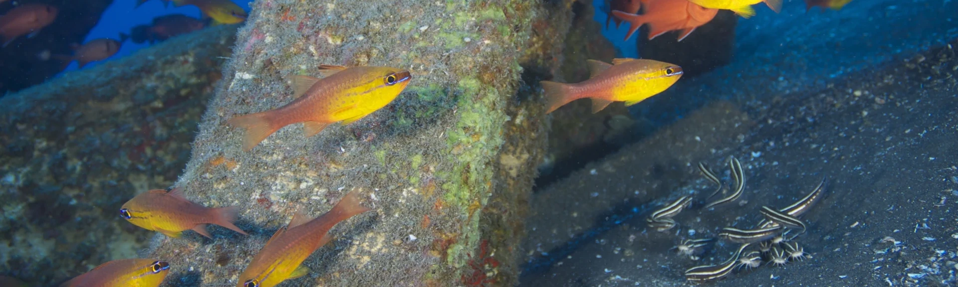 Récif artificiel du projet CORAIL Réunion (Photo: G. Marquis pour le CRPMEM Réunion, 2010)