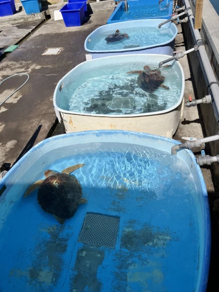 Tortues marines en soin dans les bassins de Kelonia (Photo: CRPMEM Réunion, 2026)