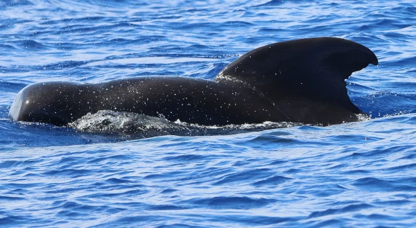 Globicéphale (Photo: B. Rota, Globice)