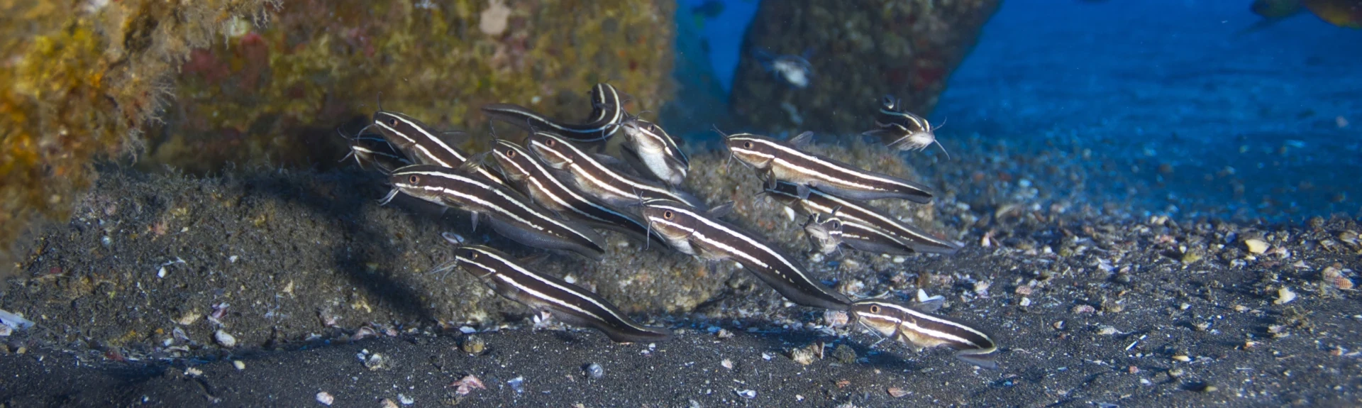 Récif artificiel du projet CORAIL Réunion (Photo: G. Marquis pour le CRPMEM Réunion, 2010)