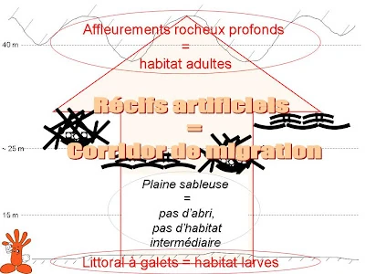 Schéma de principe d'un corridor de migration du projet CORAIL Réunion (source: CRPMEM Réunion, 2008)