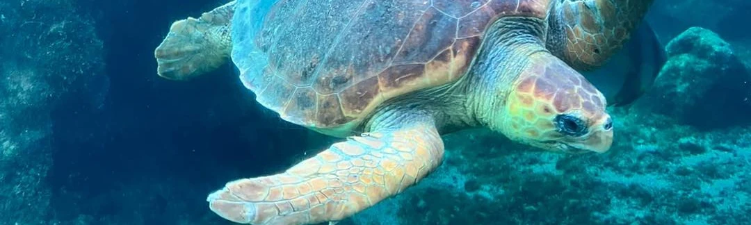 Les tortues marines