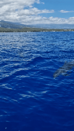Pescatourisme à La Réunion (Photo: CRPMEM Réunion, 2025)
