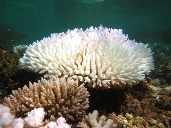 Coraux branchus (Acropora sp.) dont un massif blanchi (photo: B. Cauvin, GIP RNMR 2012)