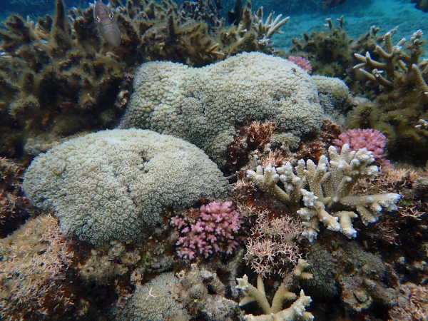 Coraux encroûtants (Galaxea sp.) et branchus (Pocillopora sp.) dans le lagon de l'Hermitage (photo: B. Cauvin, GIP RNMR 2023)