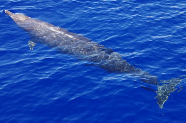Baleine à bec de Blainville (Photo: P. Monthule, Globice)