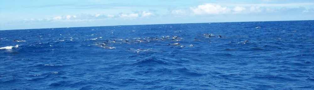 Banc de dauphins d'Electre au large de Saint-Pierre (Photo: CRPMEM Réunion)