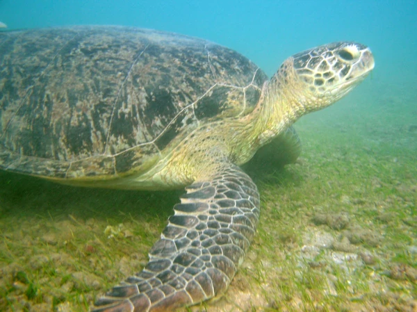 Tortue verte (Photo: S. Ciccione)