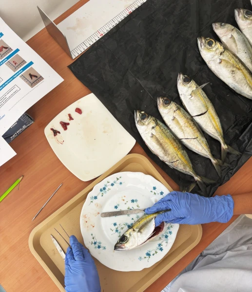 Dissection de pêches-cavale (Photo: CRPMEM Réunion, projet PEPPER 2025)