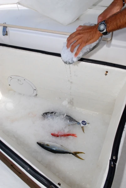 Un pêcheur artisans recouvre ses captures de glace fraîche (Photo: CRPMEM Réunion, 2006)