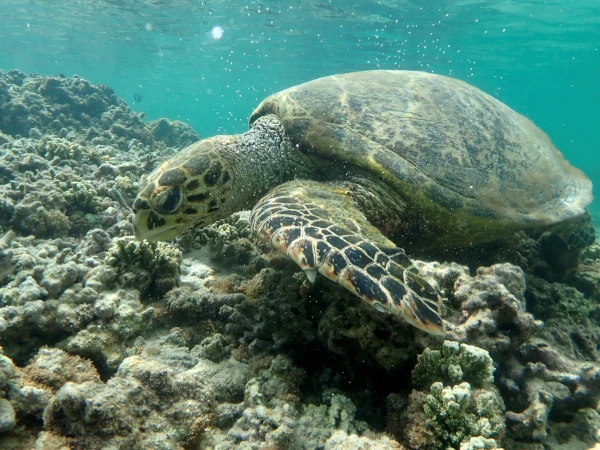 Tortue imbriquée (Photo: S. Ciccione)