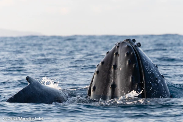 Baleines à bosse (photo: E. Bachelet, Globice)