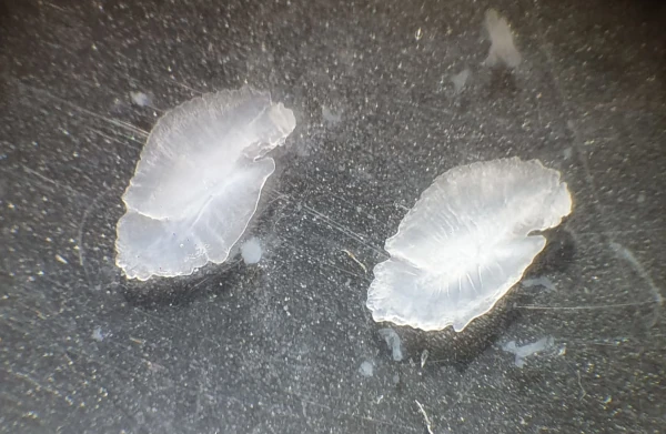 Une paire d'otolithes (Photo: CRPMEM Réunion)