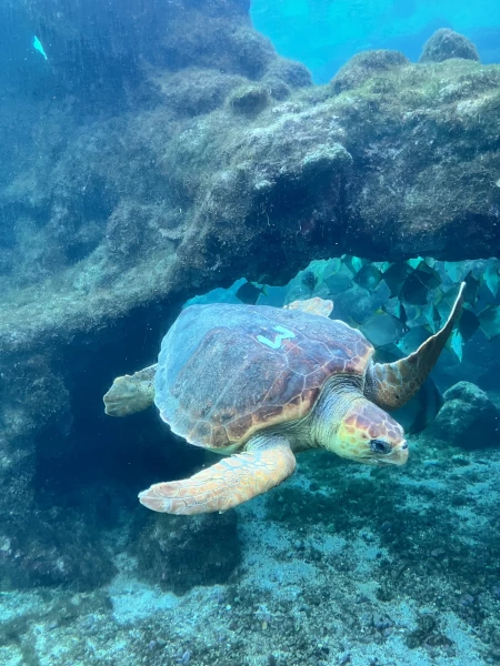 Une tortue caouanne ramenée par des pêcheurs palangriers dans un bassin de Kelonia (Photo: CRPMEM Réunion, projet SaveTurtleRUN 2025)