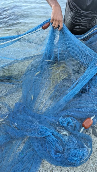 Capucins carême dans un filet trémail (Photo: CRPMEM Réunion, 2026)